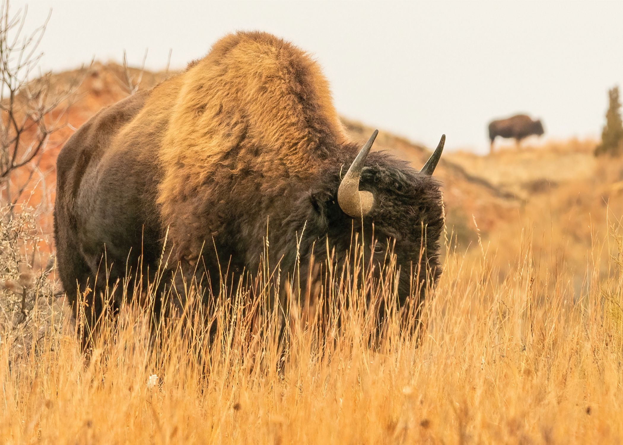 Bison On My Mind - Note Card