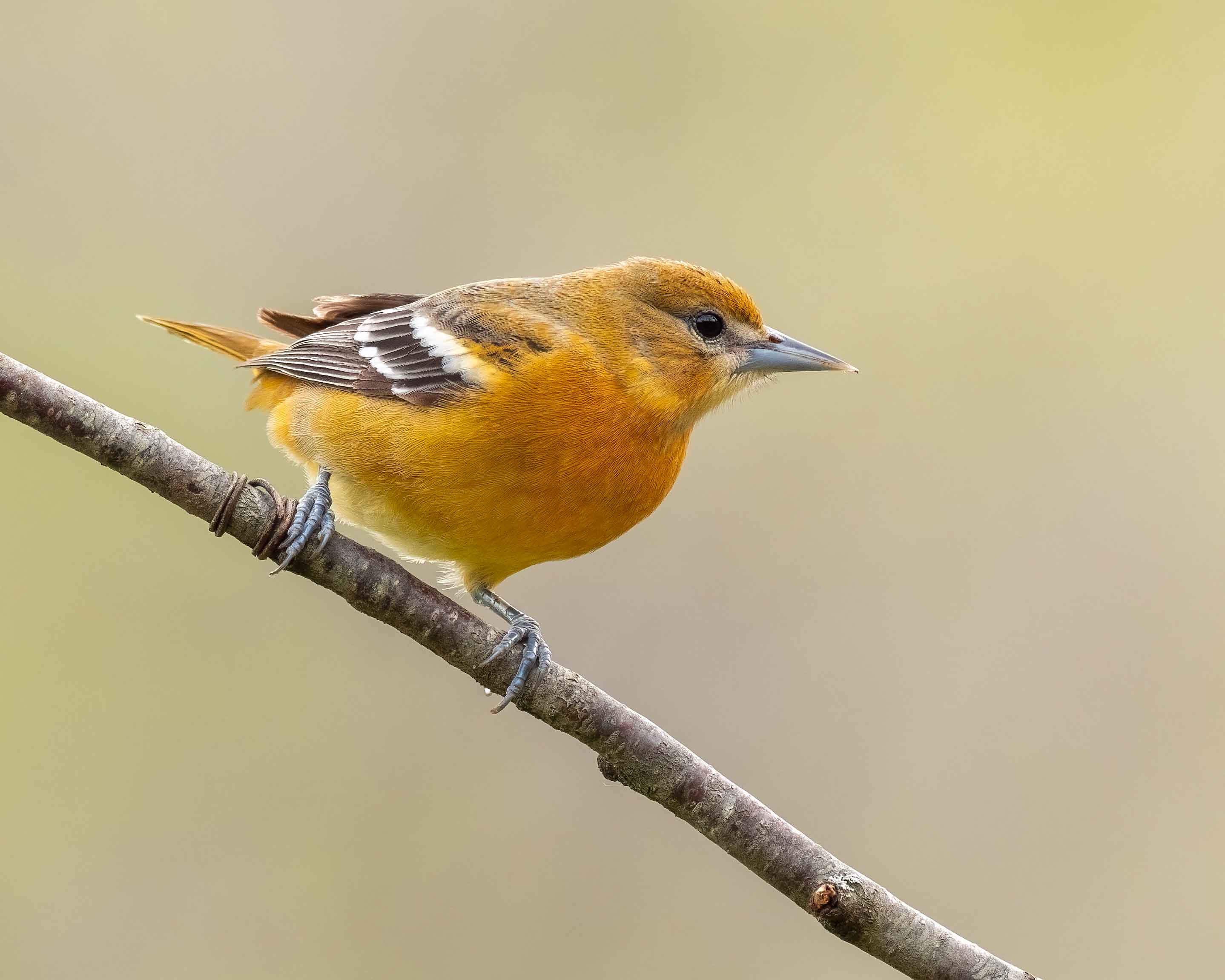 Baltimore Oriole - female