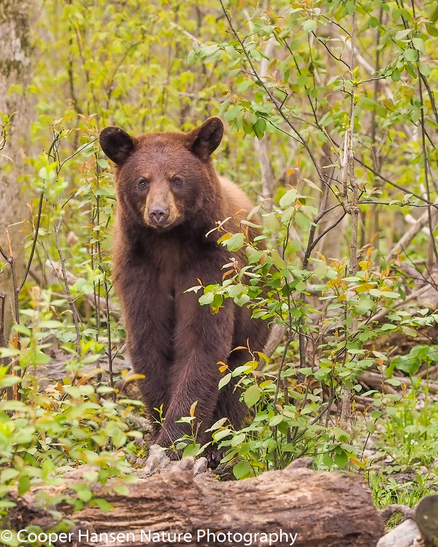 Cinnamon Bear