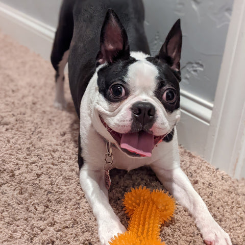 boston terrier playing with a toy