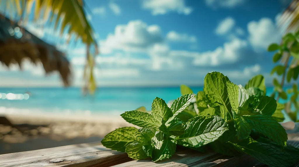 pourquoi taper menthe pour mojito