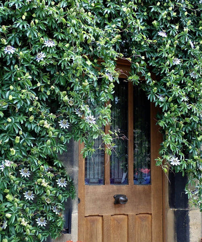 Passion flower GROWING ON A DOOR AT A HOUSE