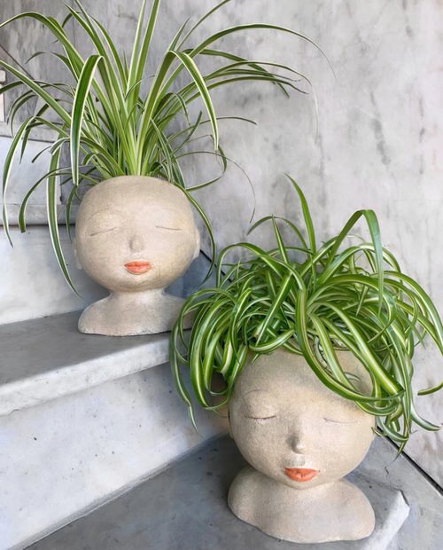 spider plants in face planters