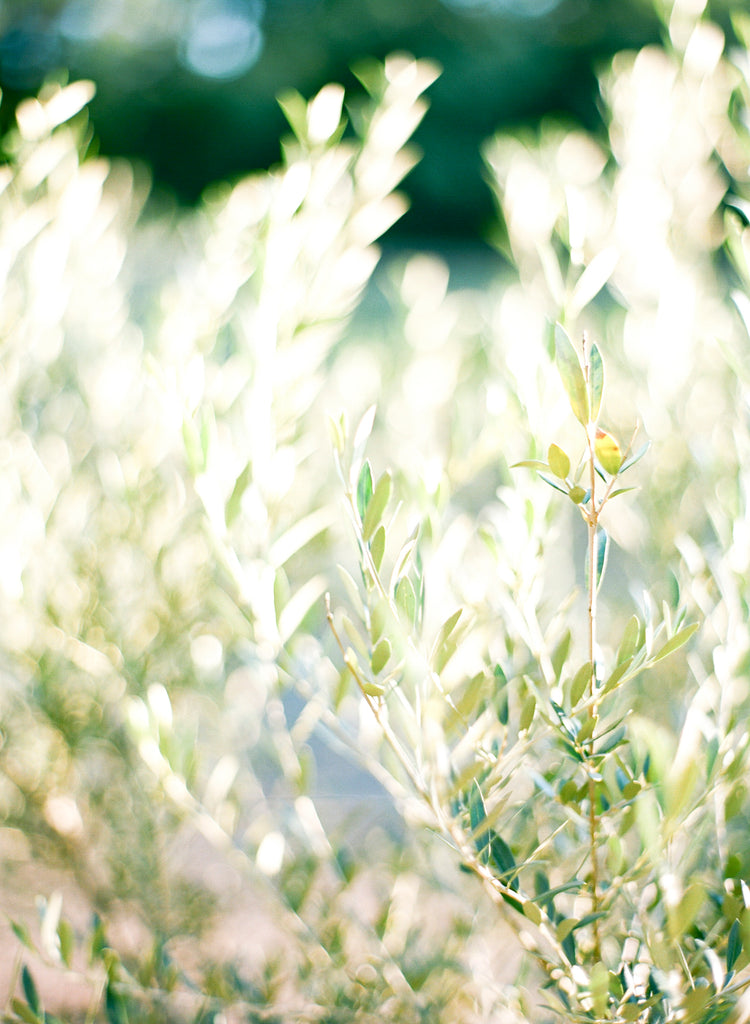 Worldwide Luxury Florist based in Atlanta, Georgia | Christy Hulsey + Colonial House of Flowers Bohemian Olive Branches