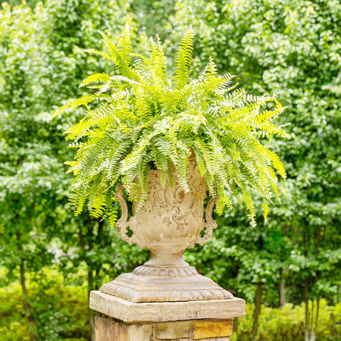 Aged Estate Outdoor Home & Garden Urn Decor by Colonial House of Flowers in Atlanta, Georgia