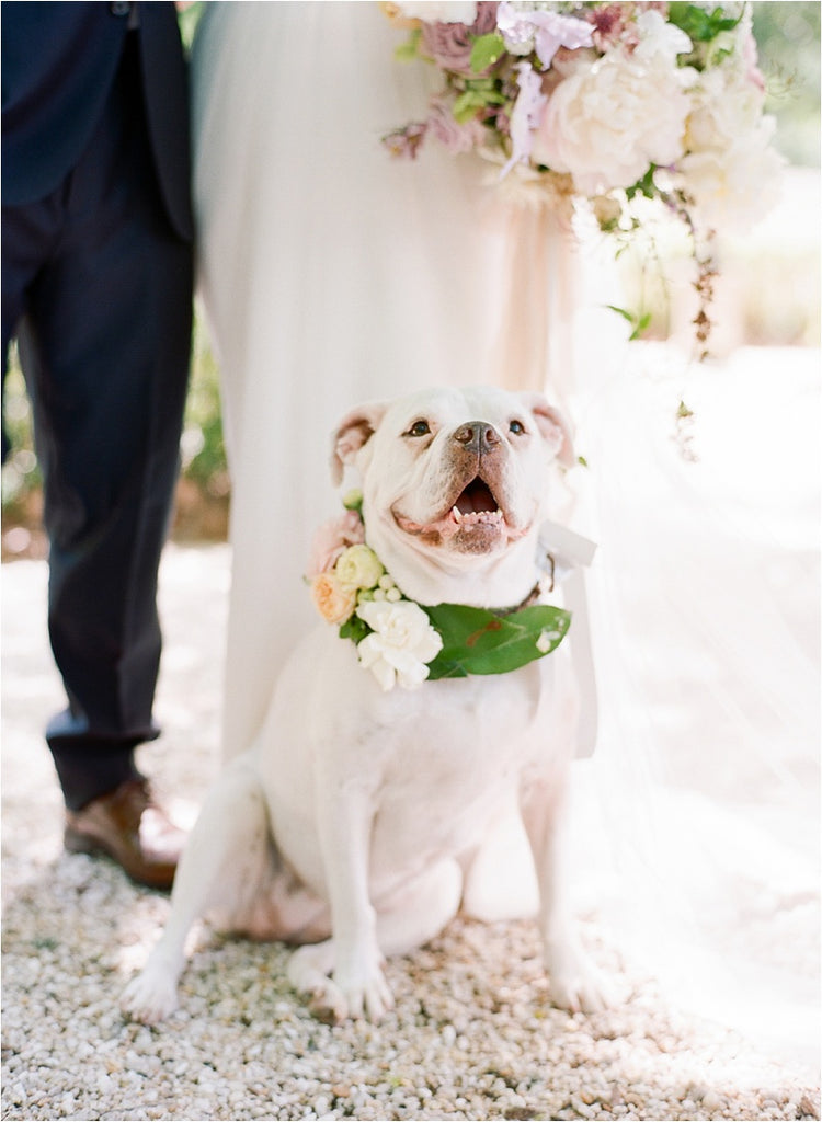 English Bulldog  and Pets in Colonial House of Flowers Wedding 