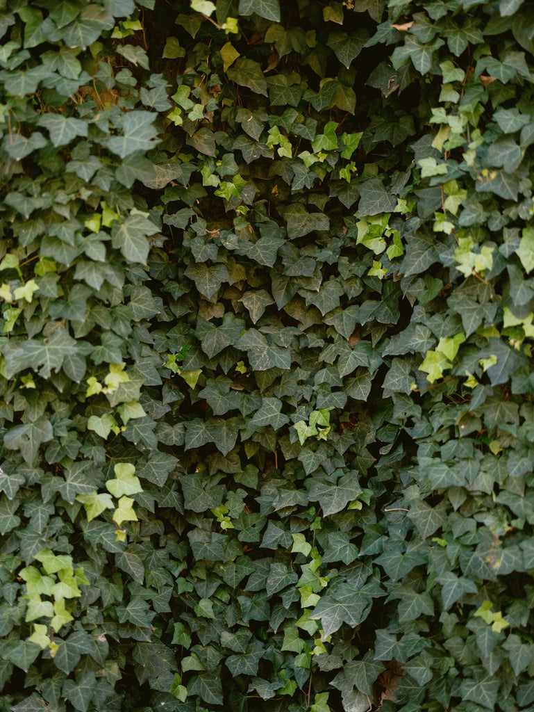 Green Ivy Wall Golden Tone Floral Inspiration At The Swan House in Downtown Atlanta, Georgia by Christy Griner Hulsey  Colonial House of Flowers 