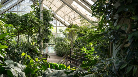 Greenhouse-Brooklyn-Botanic-Garden-New-York