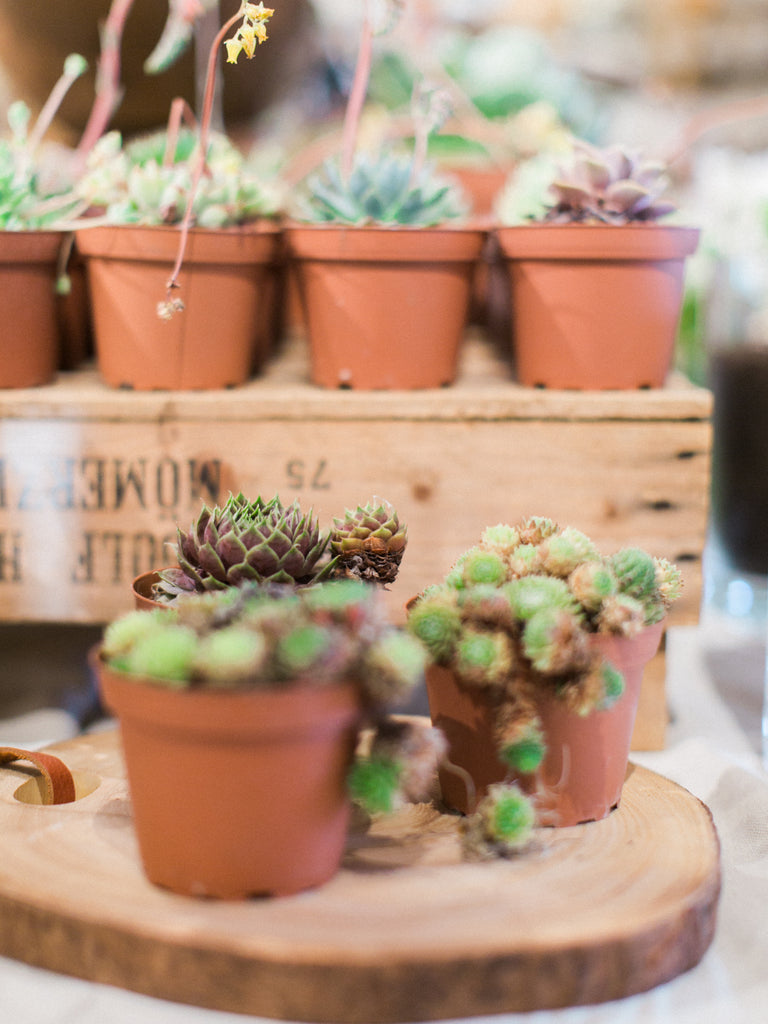 How To Water Succulents DIY From Christy Griner Hulsey, Colonial House of Flowers