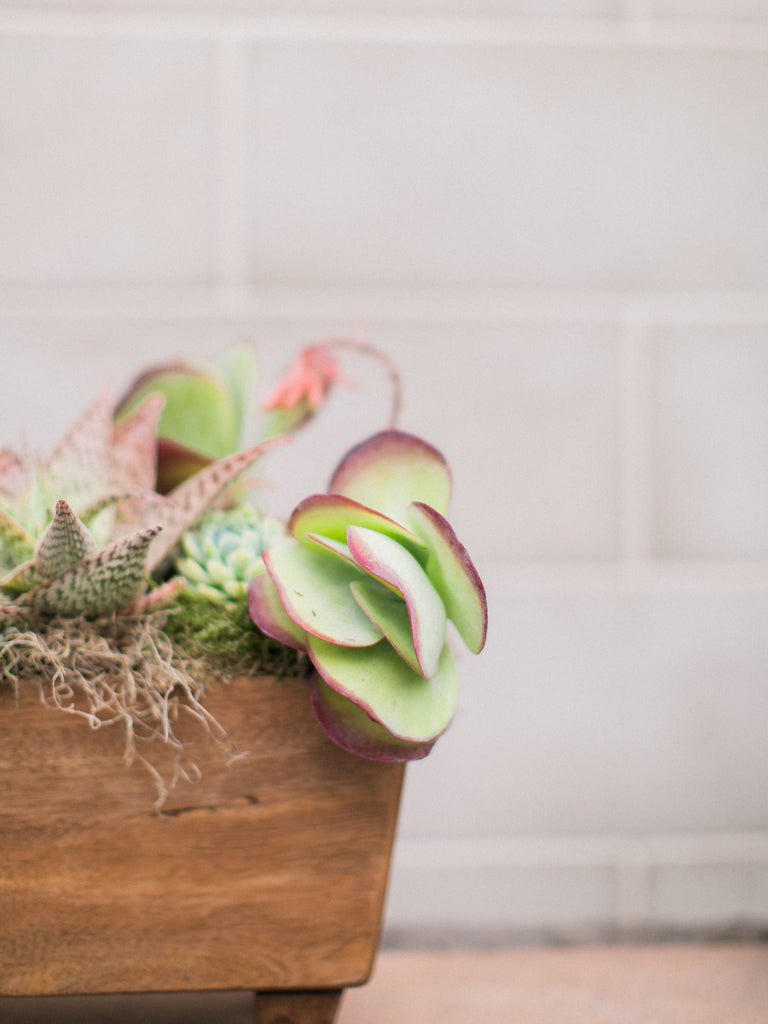 How To Water Succulents by Christy Griner Hulsey, Colonial House of Flowers in Atlanta, Georgia