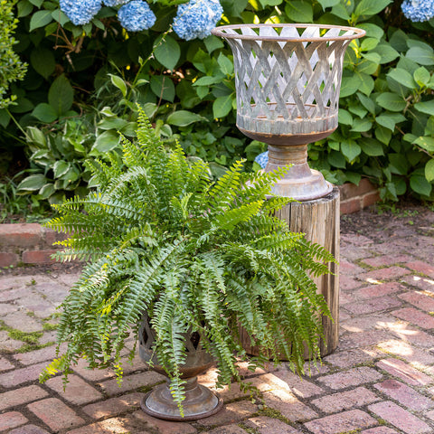 Metal+woven+urn+plants