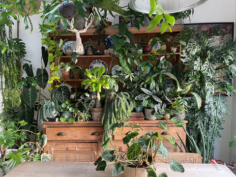 green-happy-house-plants-in-atlanta