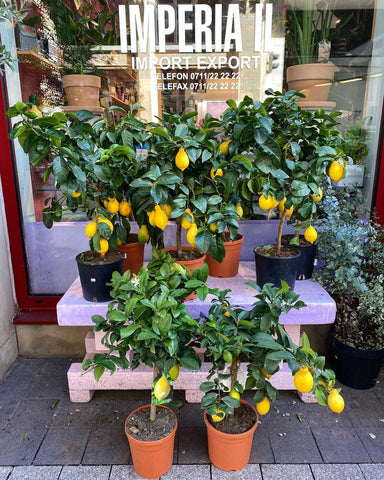 Citrus Trees For Sale