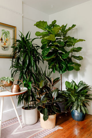 Houseplants 101