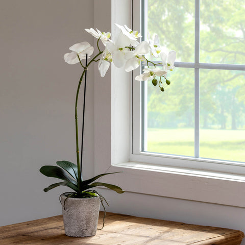 White Phalaenopsis Orchid Plant in Concrete Pot