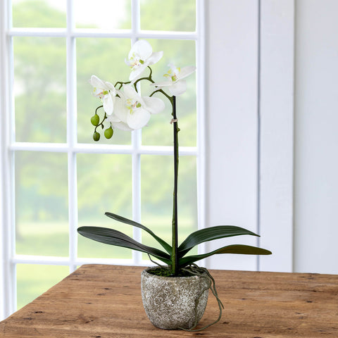 Shop Phalaenopsis Orchid Plant in Concrete Pot, Small