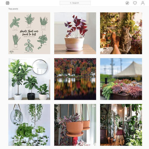 20-Must-Follow-Plant-Instagrammers-For-Marketing-Your-Business