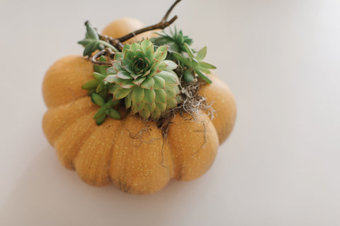 Green Succulent + Orange Pumpkin, Atlanta, Georgia made by Christy Griner Hulsey at Colonial House of Flowers 