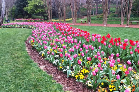 Visit Colorful Tulips at Gibbs Gardens in Georgia