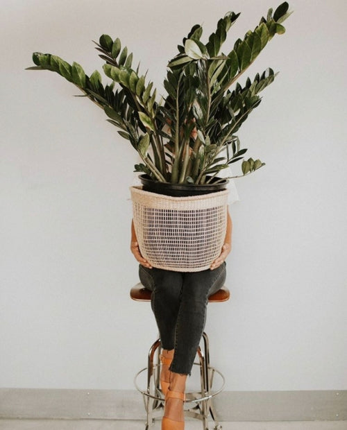 Oversized Big Green ZZ Plant With Woman in Black Plants