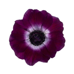 See Rosaprima's Mistral BORDEAUXPurple Anemone