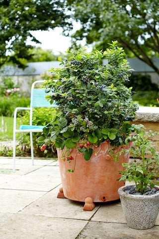 Blueberry Bush In Large Pot