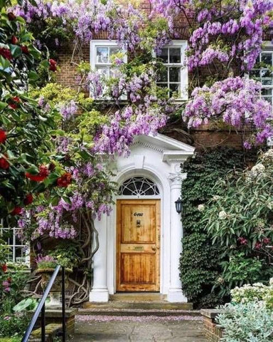 Purple Wisteria Vine Growing on a Home landscape