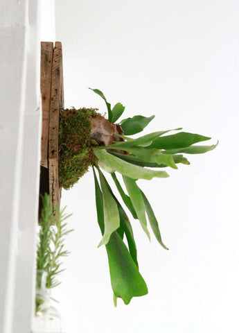 stagrhorn fern mounted on wall side view on white wall