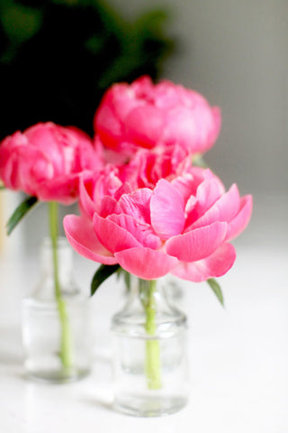Coral-charm-Pink-Peony-in-bud-vase