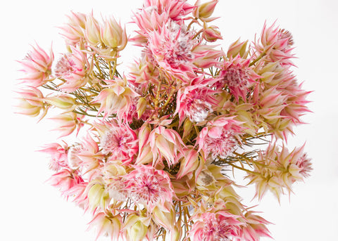 Pink-Blushing-Bride-Protea