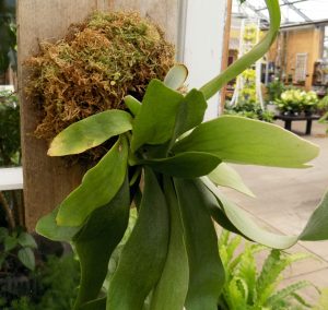 mounted stag horn fern