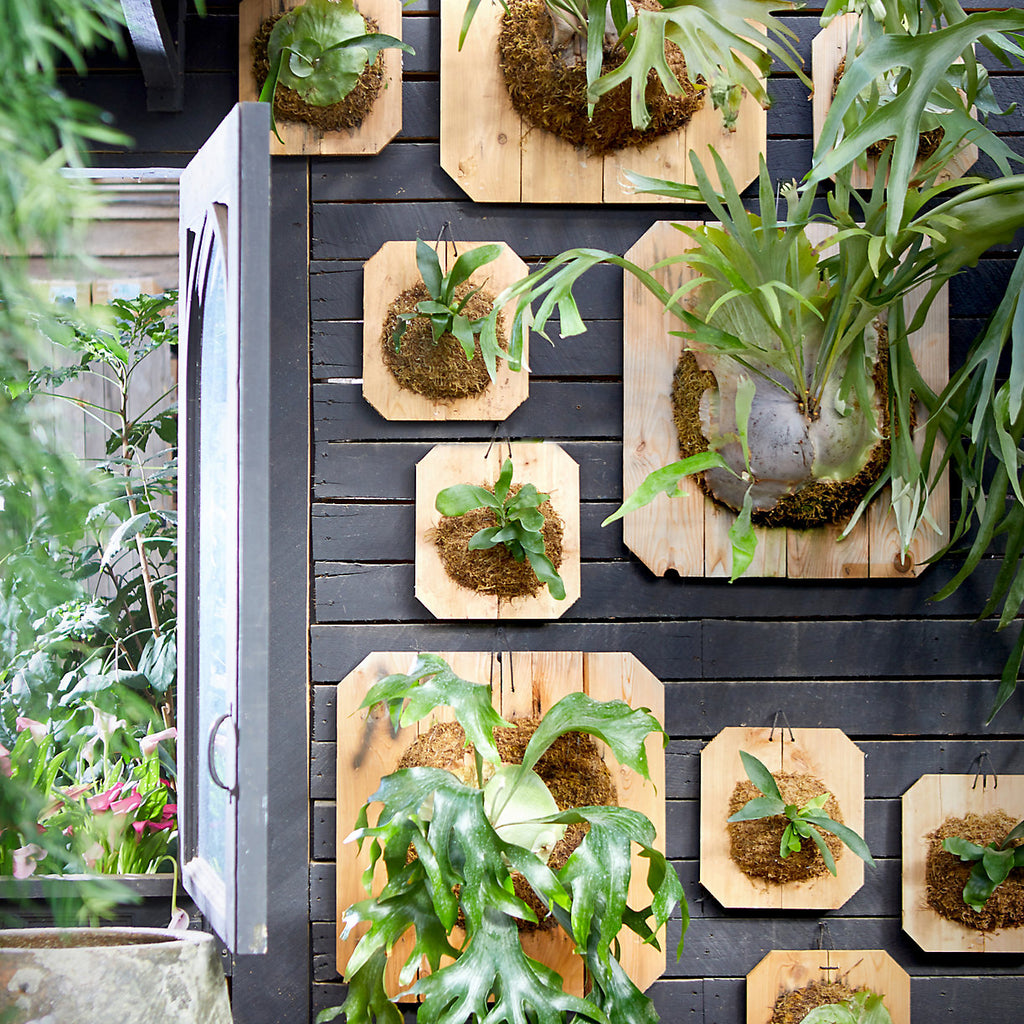 staghorn fern mounts at terrain