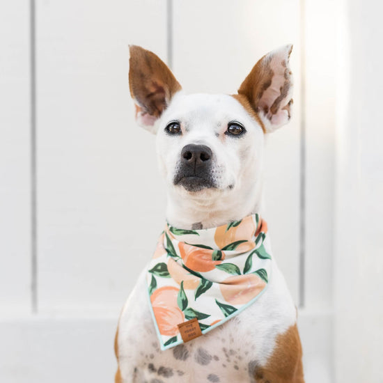 Dog Modeling Peaches and Cream Dog Bandana by The Foggy Dog at. Colonial House of Flowers
