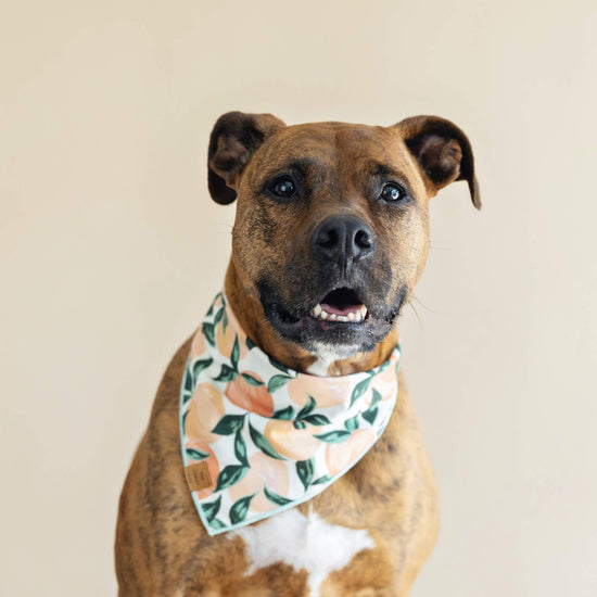 Dog Modeling Peaches and Cream Dog Bandana by The Foggy Dog at. Colonial House of Flowers