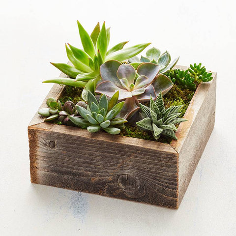 succulent-plant-wood-box-gift-atlanta