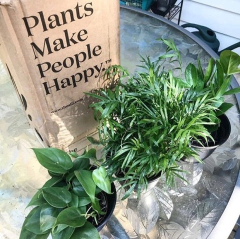 PLANTS MAKE PEOPLE HAPPY BOX WITH LIVING PLANTS