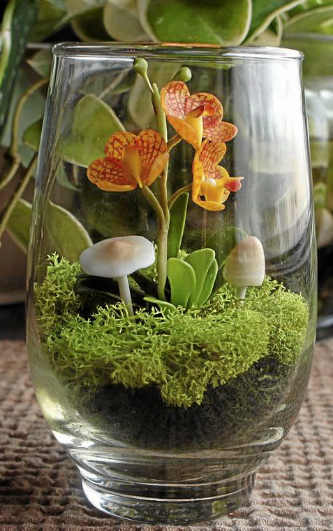 Vanda-orchid-in-terrarium-in-atlanta