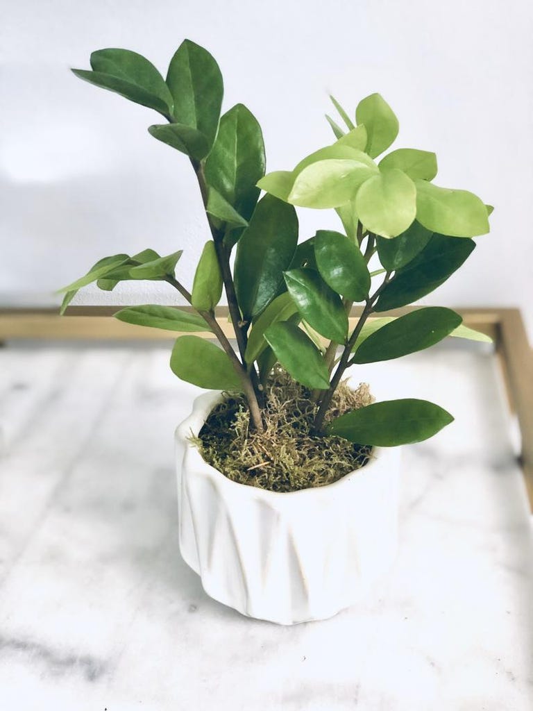 zz Plant in white ceramic pot