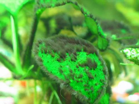 Les algues pinceaux – Elysium Aquarium