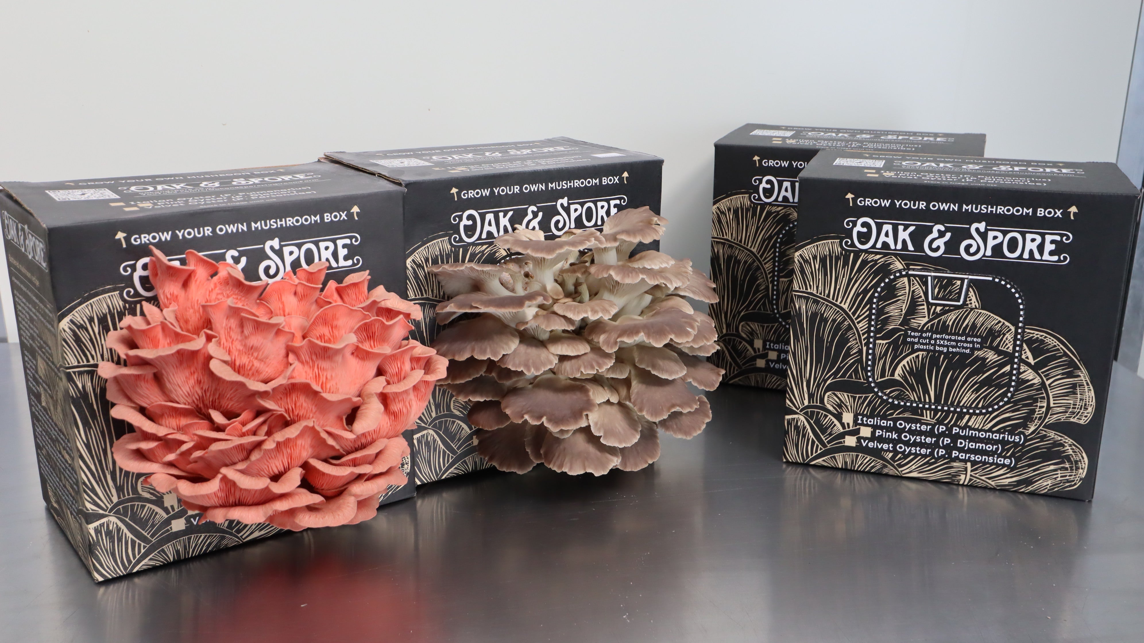 Oak and Spore mushroom grow kits