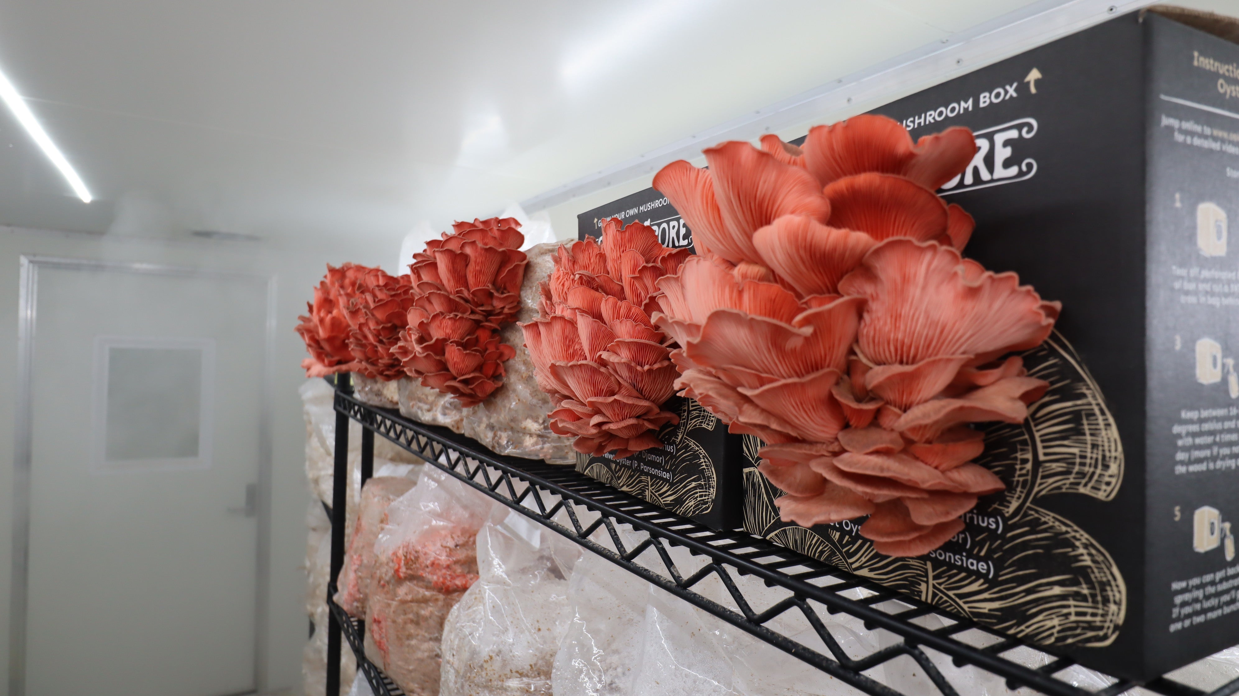 pink oyster mushrooms growing in a mushroom fruiting room