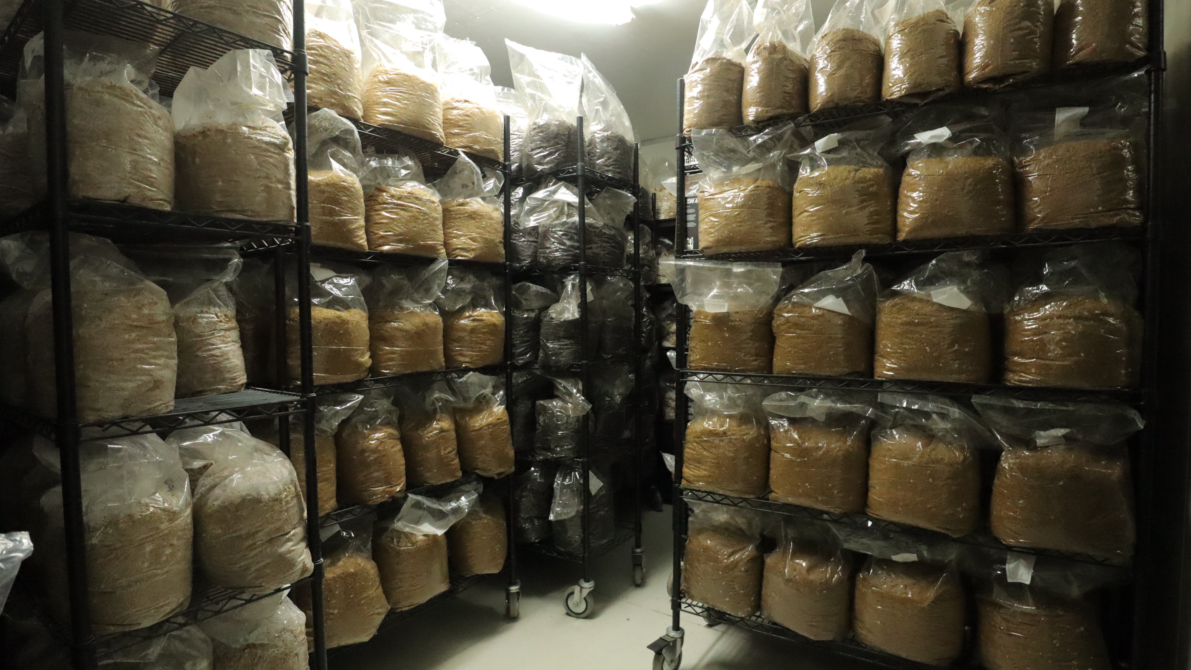 hundreds of mushroom blocks incubating before being placed in a fruiting room