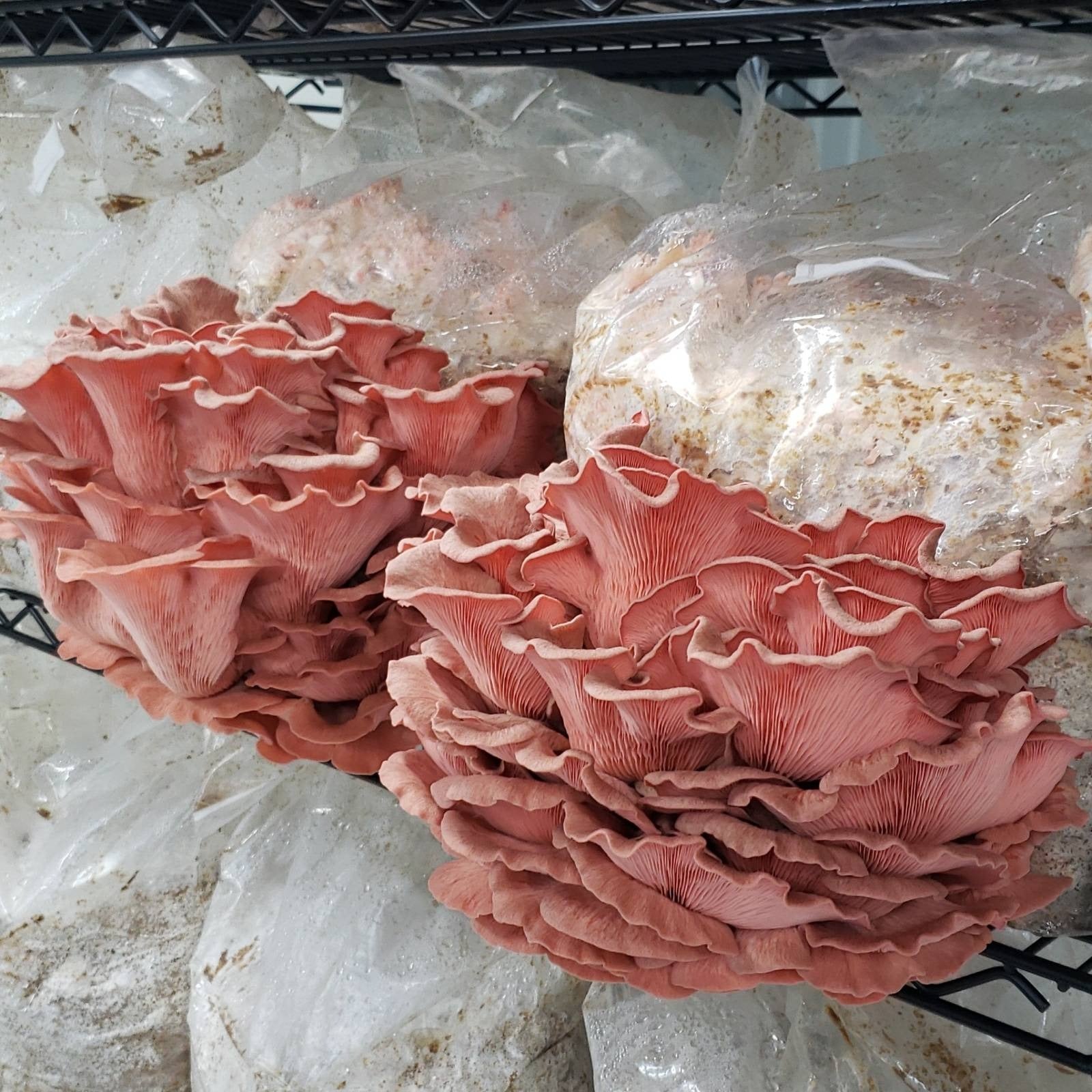 pink oyster mushrooms growing out the side of a bag