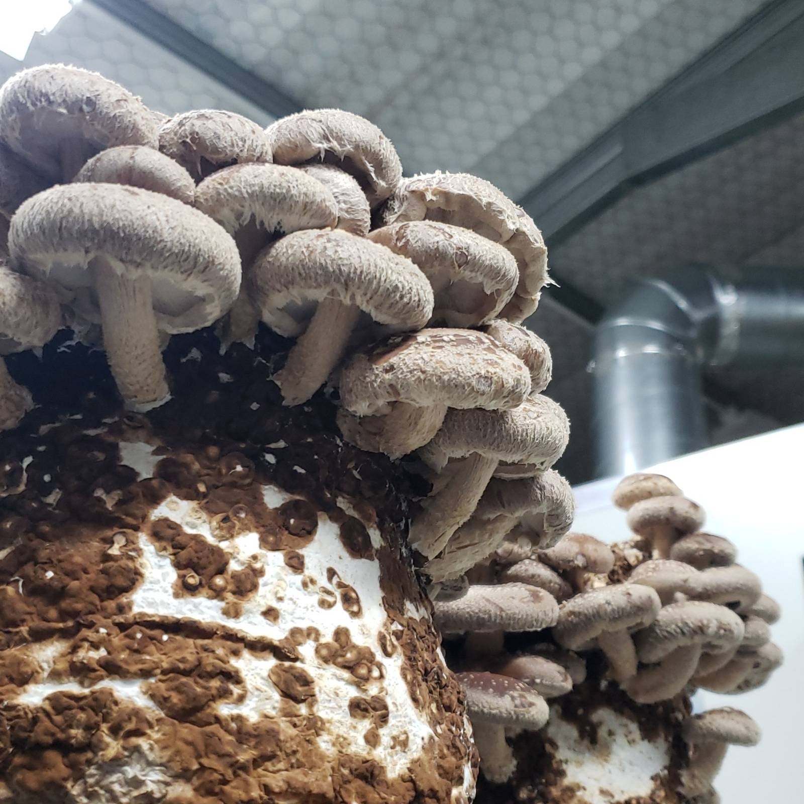 shiitake mushrooms growing off a substrate of sawdust and wheat bran