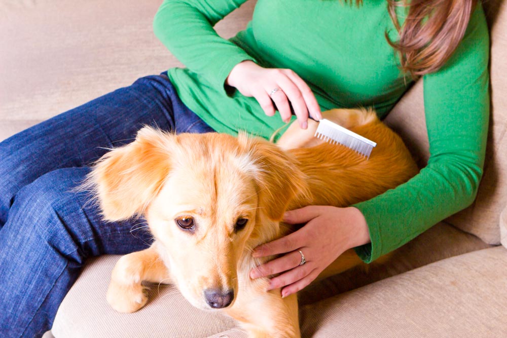 brush dog before pet portrait