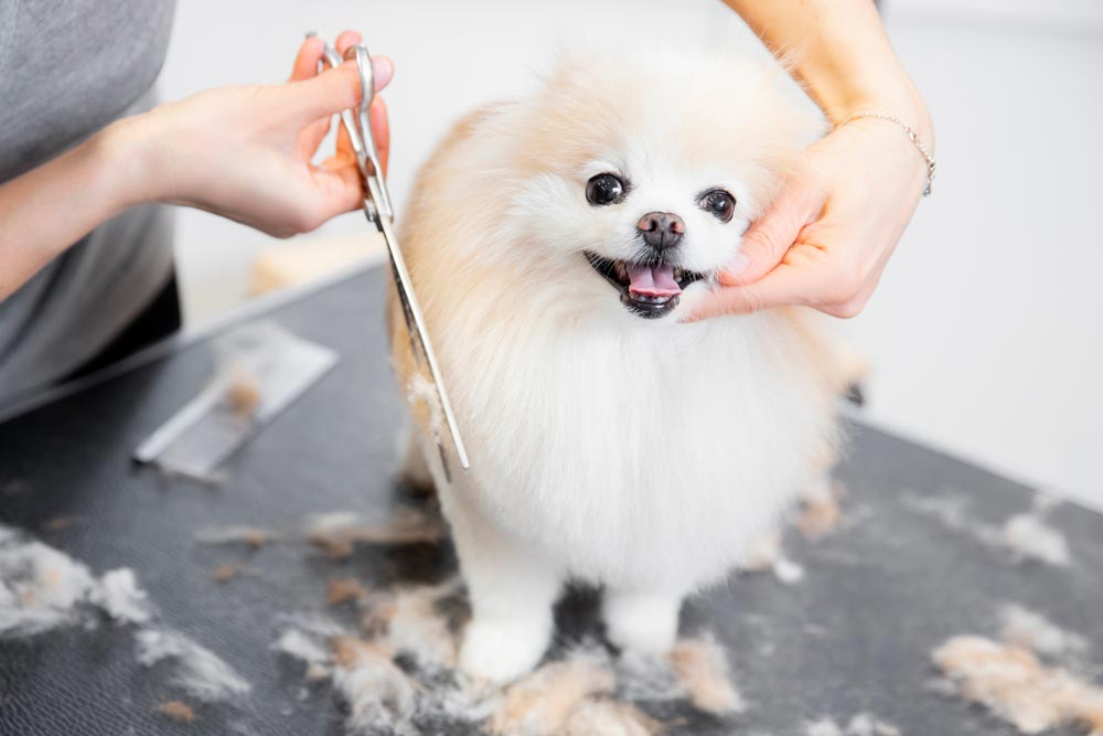 dog grooming for portraiture