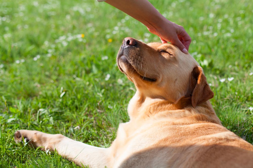 relaxed dog for pet portrait