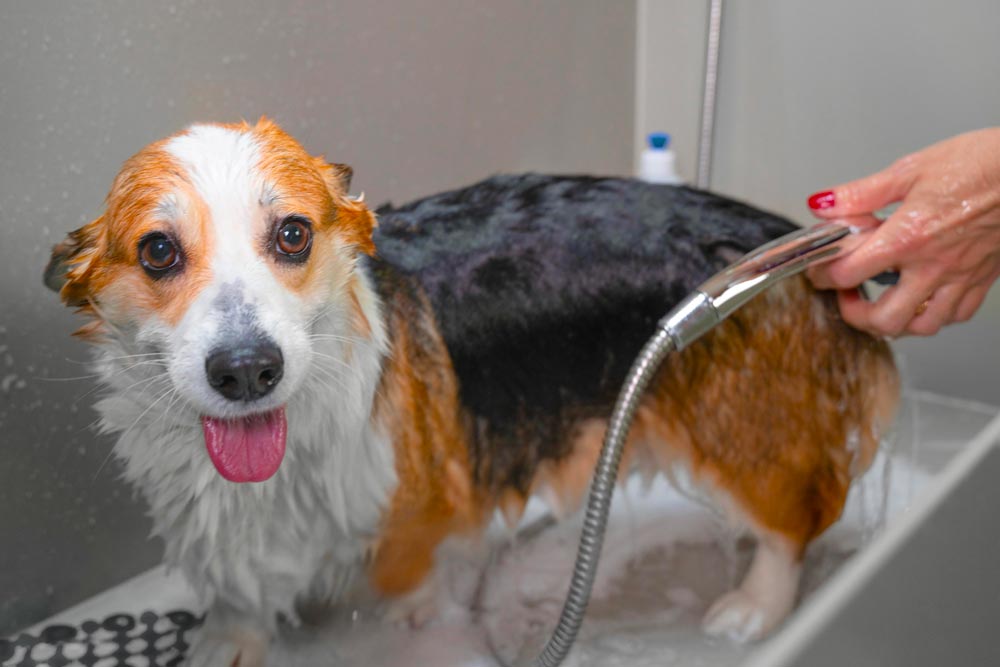 dog wash before grooming