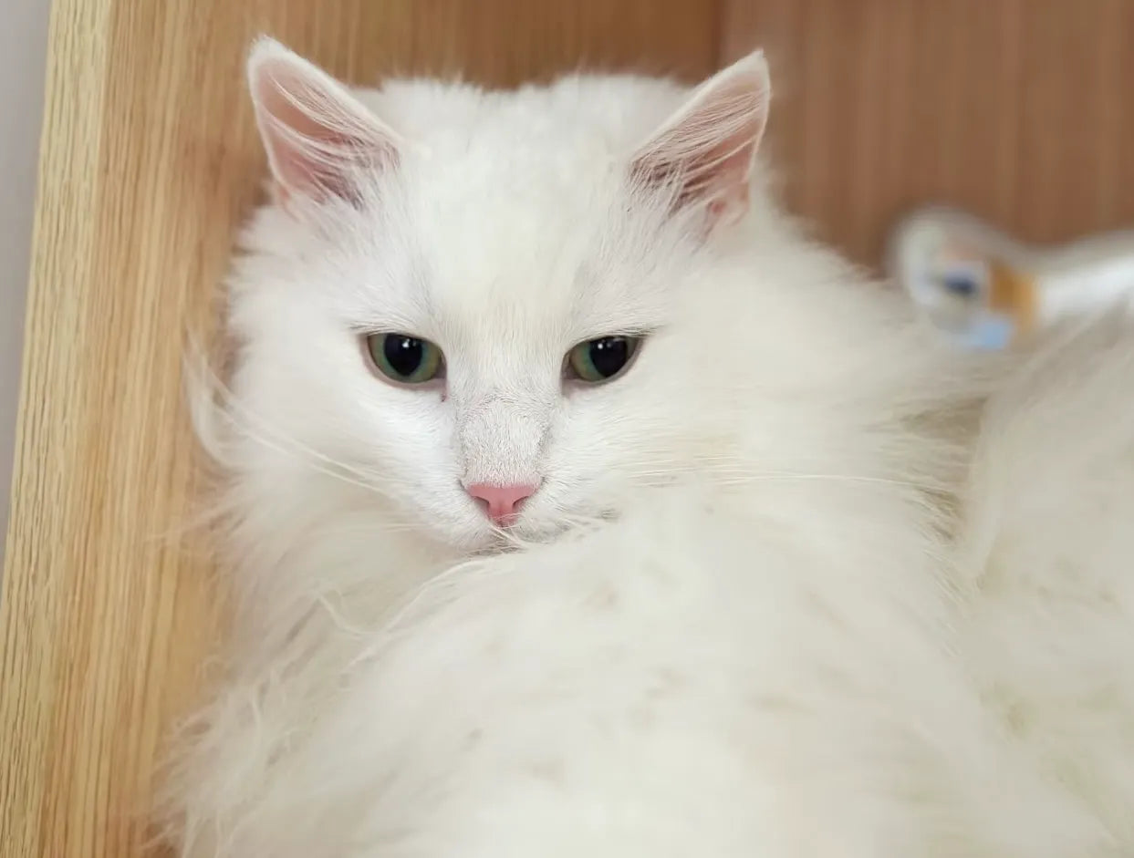 Kittens Develop Their Hearin