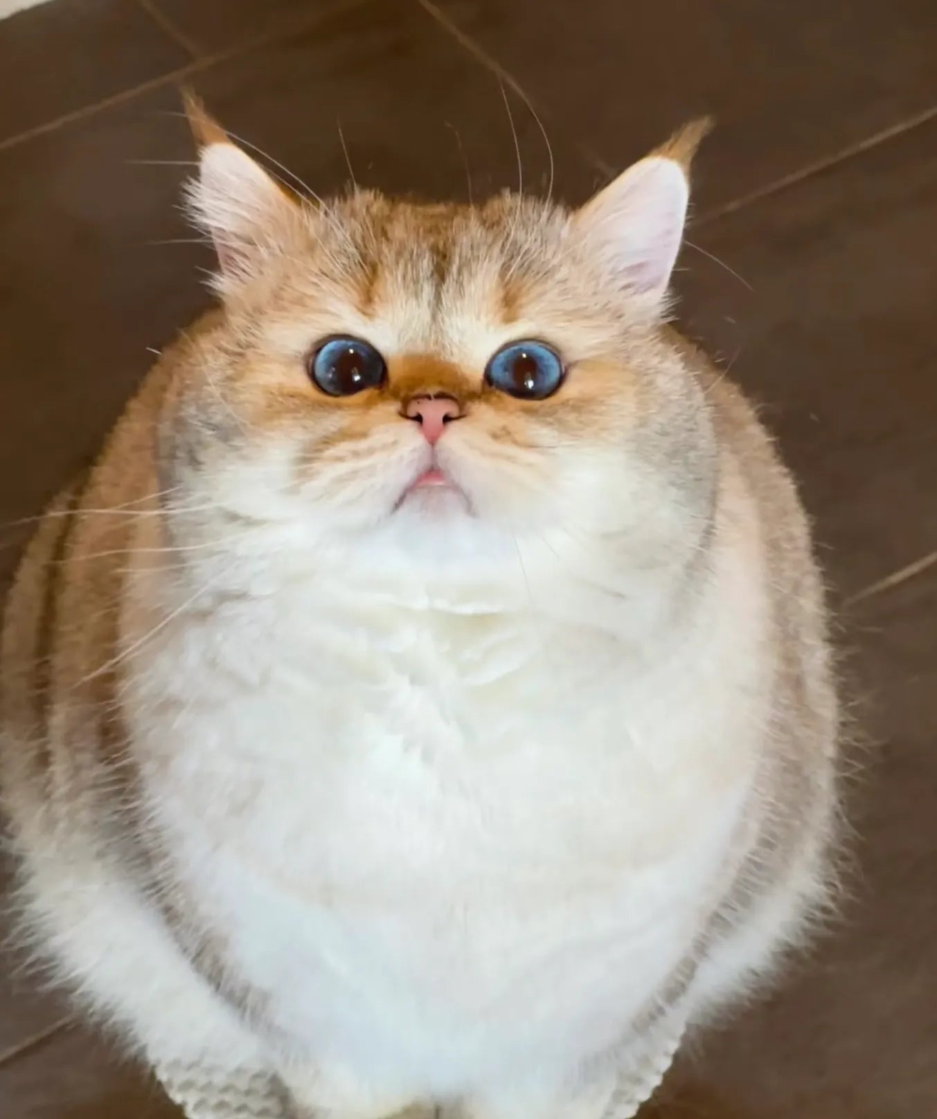 Body Condition Score Chart